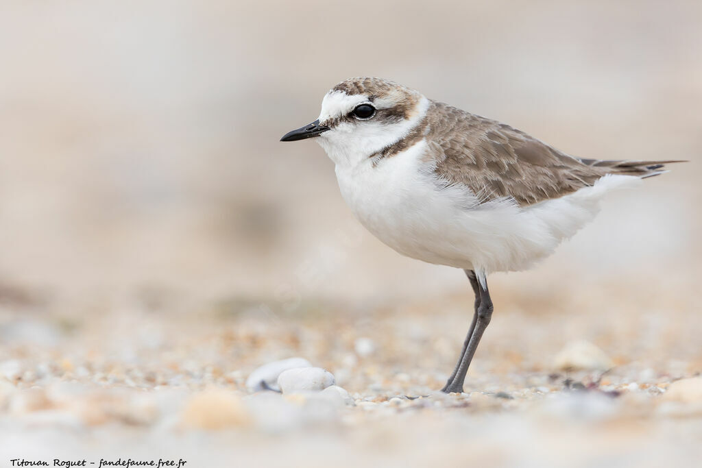 Kentish Plover