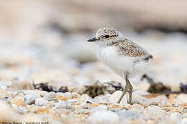 Kentish Plover