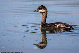 Black-necked Grebe