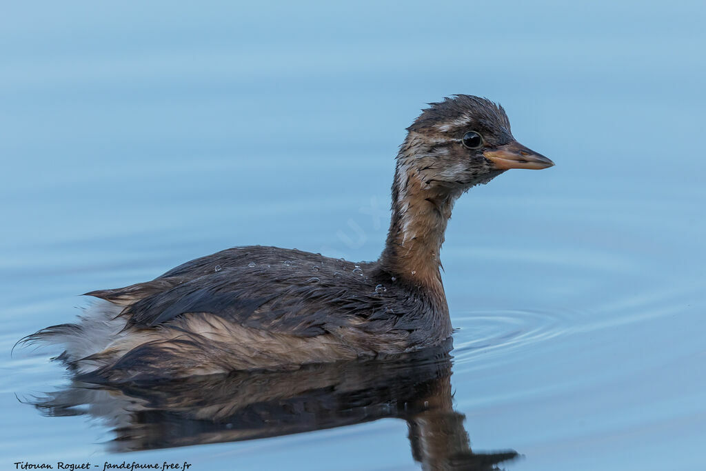 Little Grebe