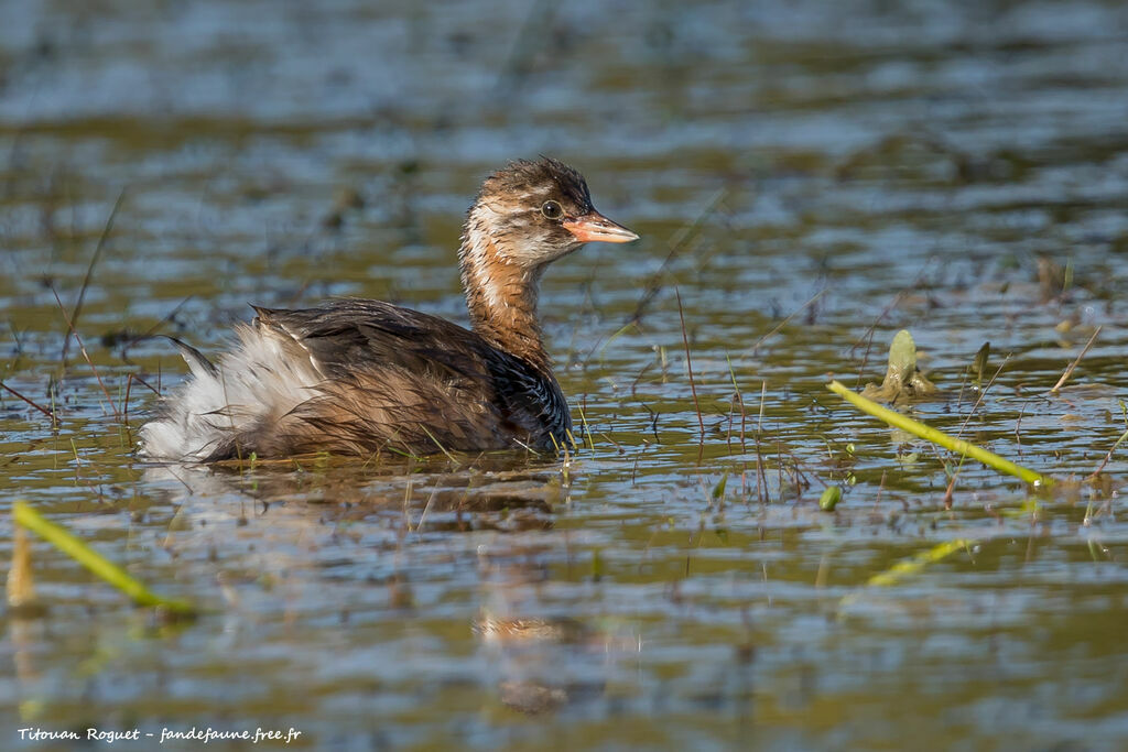 Little Grebe