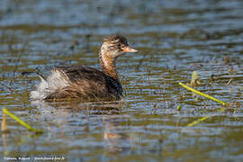 Little Grebe