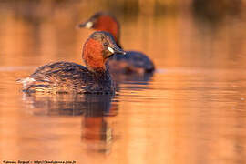 Little Grebe