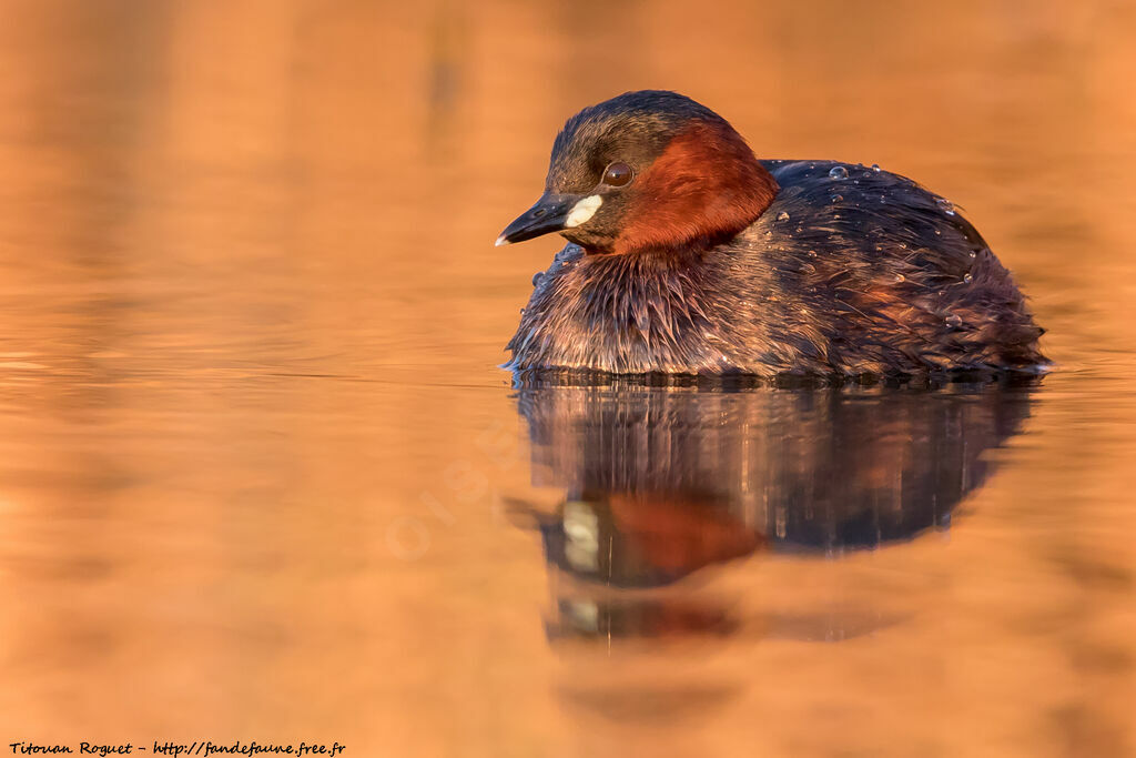 Little Grebe