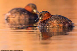 Little Grebe