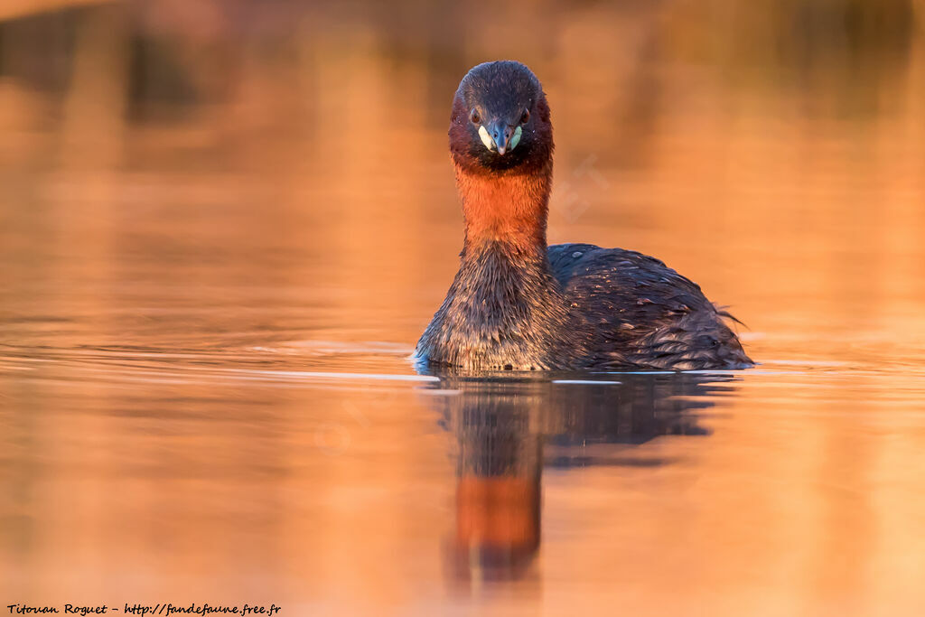 Little Grebe