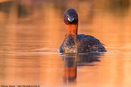 Little Grebe