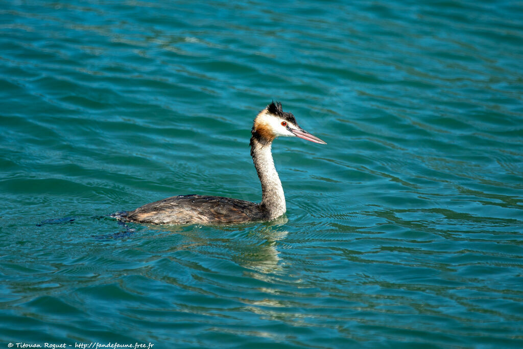 Great Crested Grebeadult, identification