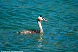 Great Crested Grebe