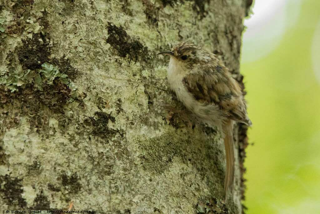 Grimpereau des bois, identification, portrait, composition, pigmentation