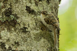 Eurasian Treecreeper