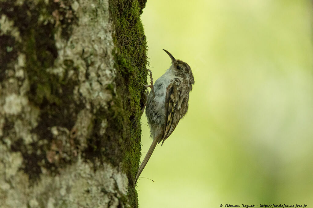 Eurasian Treecreeper, identification, close-up portrait, aspect, pigmentation