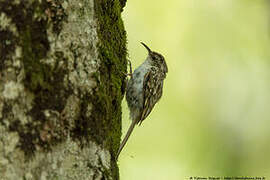 Eurasian Treecreeper