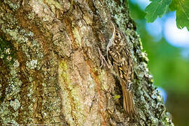 Short-toed Treecreeper