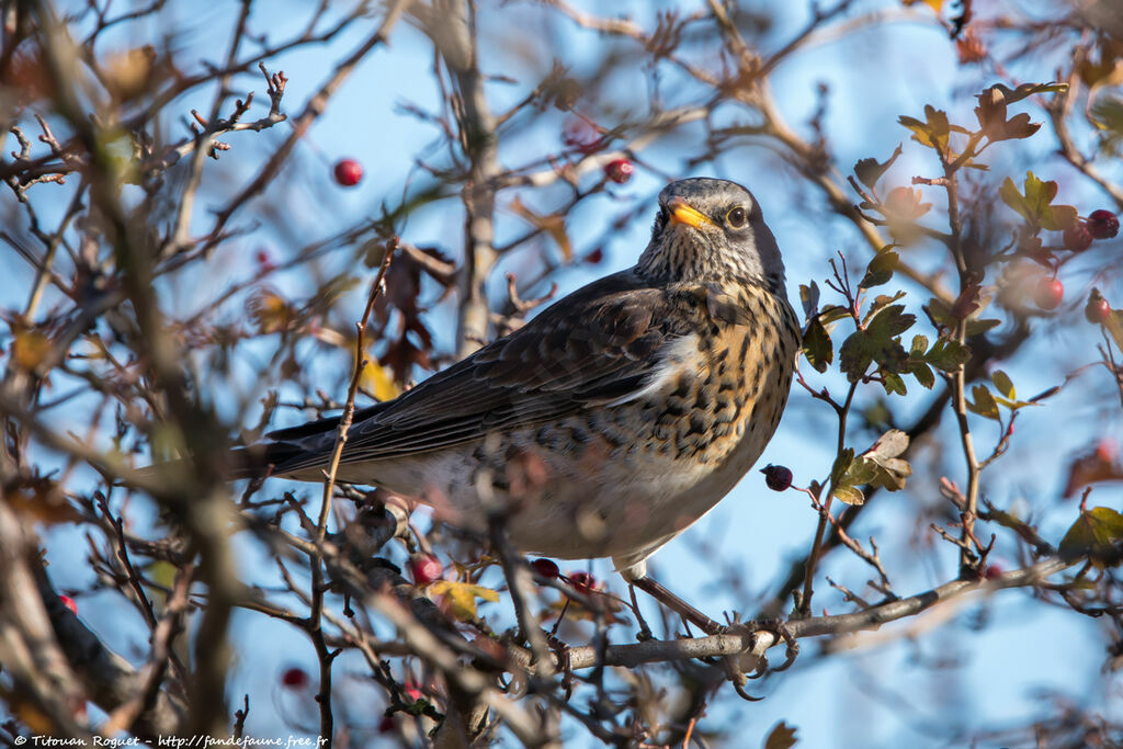 Fieldfare, identification