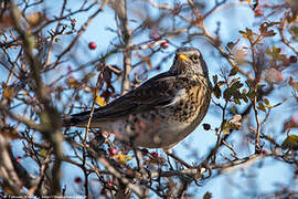 Fieldfare