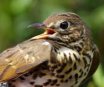 Song Thrush