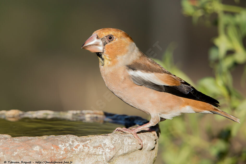 Hawfinch, identification, drinks