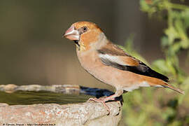 Hawfinch