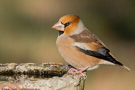 Hawfinch