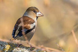 Hawfinch