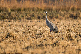 Common Crane