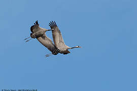 Common Crane