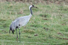 Common Crane