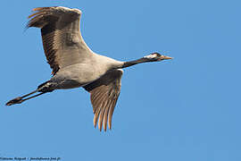 Common Crane