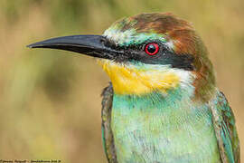 European Bee-eater