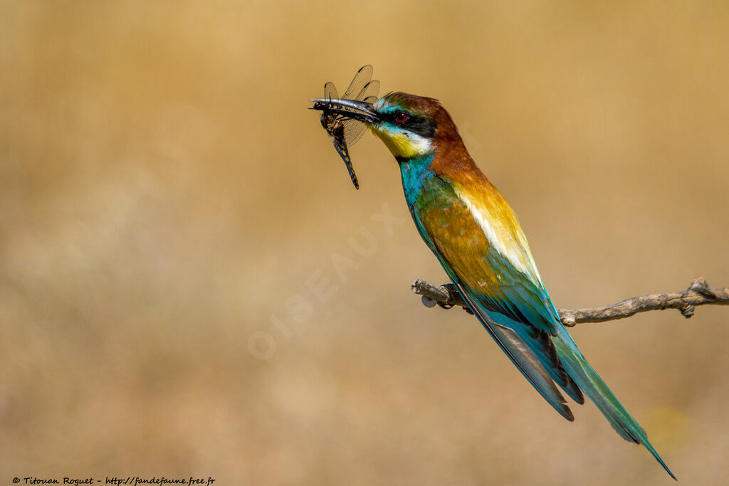 Guêpier d'Europeadulte nuptial, identification, mange