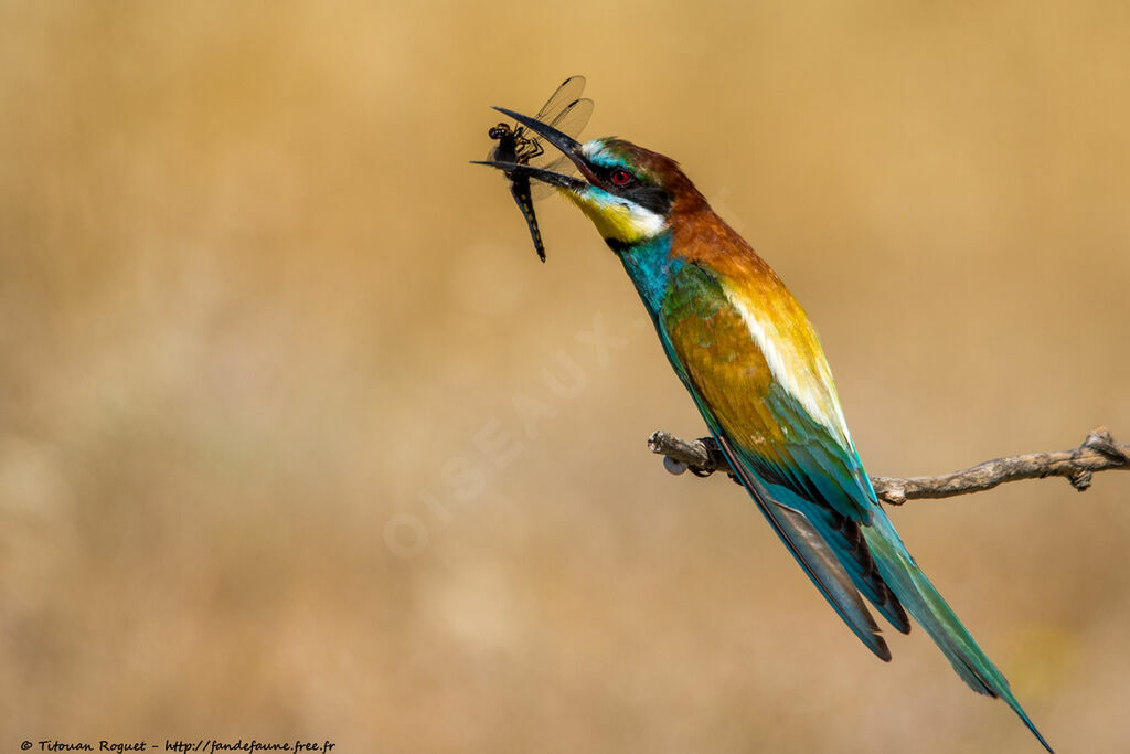 Guêpier d'Europeadulte nuptial, identification, mange