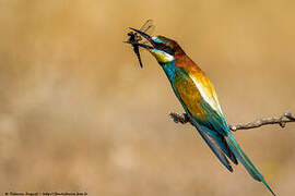 European Bee-eater