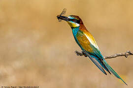 European Bee-eater