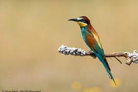 European Bee-eater