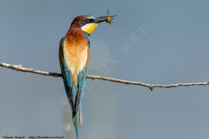 European Bee-eater, eats