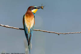 European Bee-eater