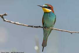 European Bee-eater