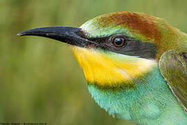 European Bee-eater