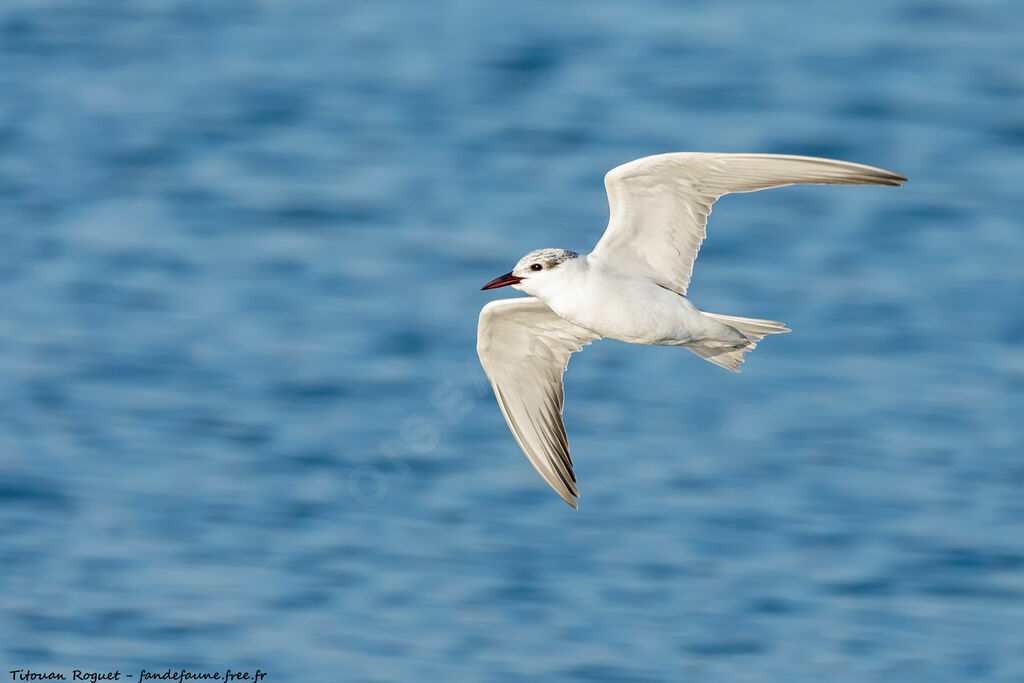 Whiskered Tern