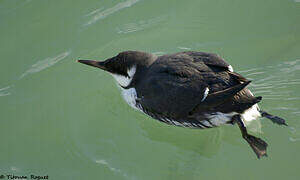 Common Murre