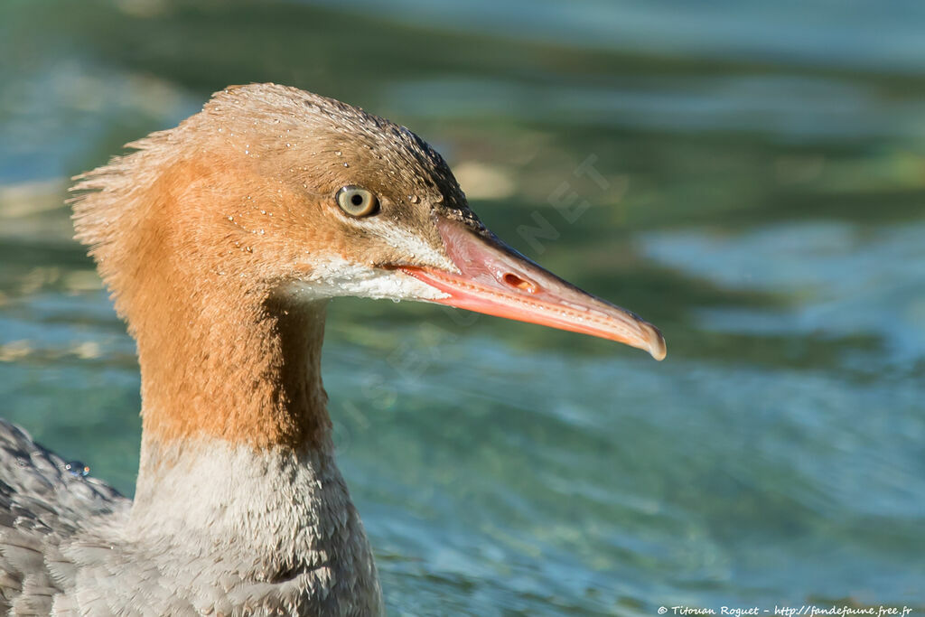 Common Merganser female adult, identification