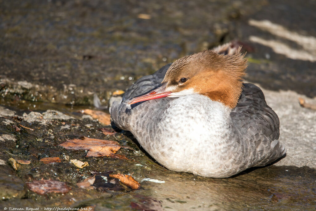 Common Merganser male adult post breeding, identification