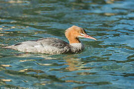 Common Merganser