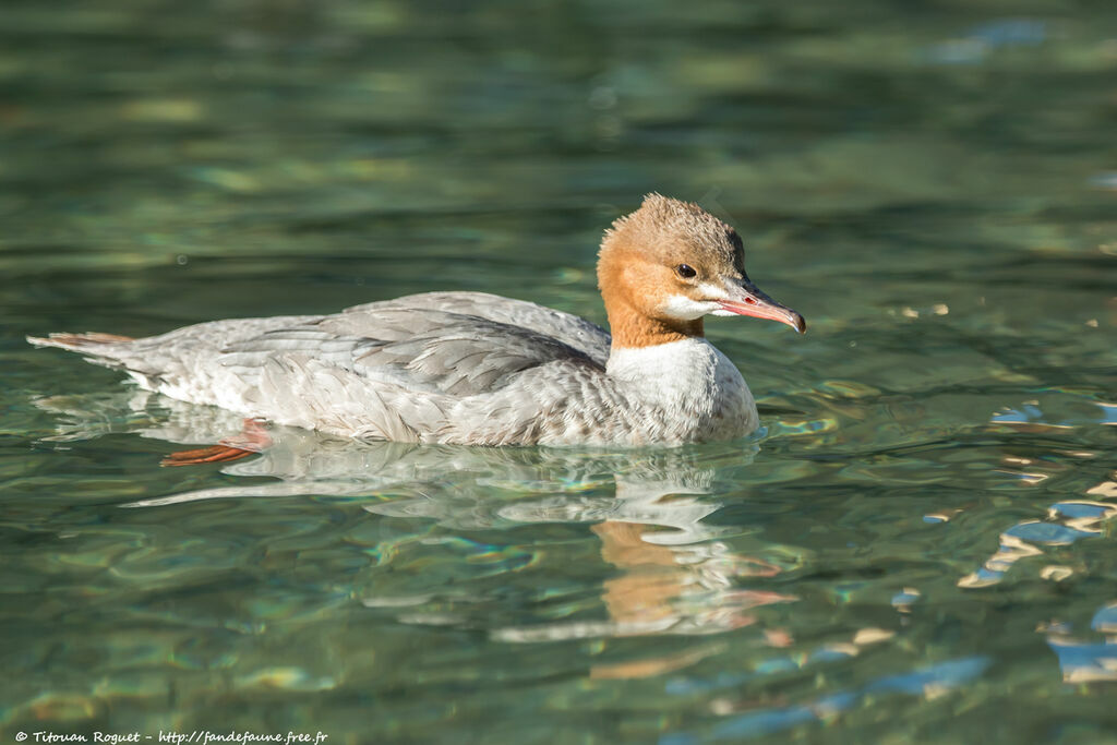 Common Merganser male adult post breeding, identification