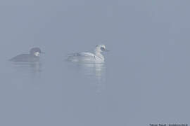 Smew