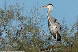 Grey Heron