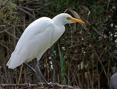 Western Cattle Egret