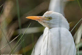 Western Cattle Egret