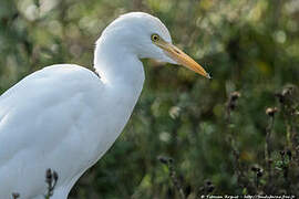 Western Cattle Egret